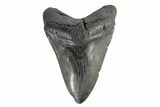 Fossil Megalodon Tooth - South Carolina #168107-2